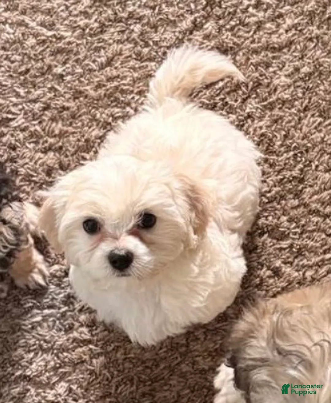 Maltipoo dogs for sale: Macy  - Ad 1