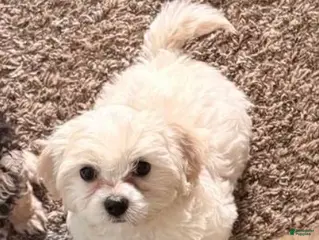 Maltipoo dogs Macy - Ad 1