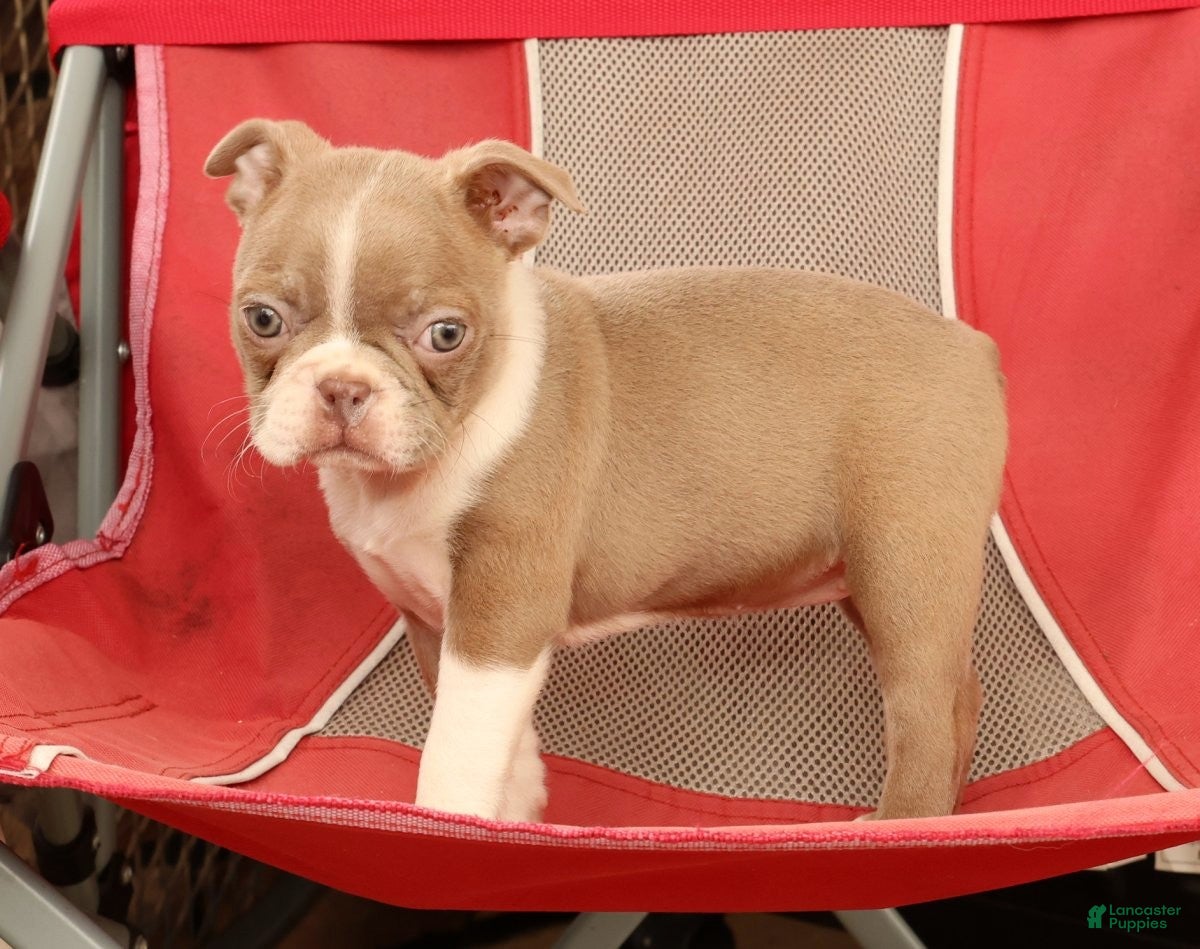 Boston Terrier dogs for sale: Kyah - Ad 7