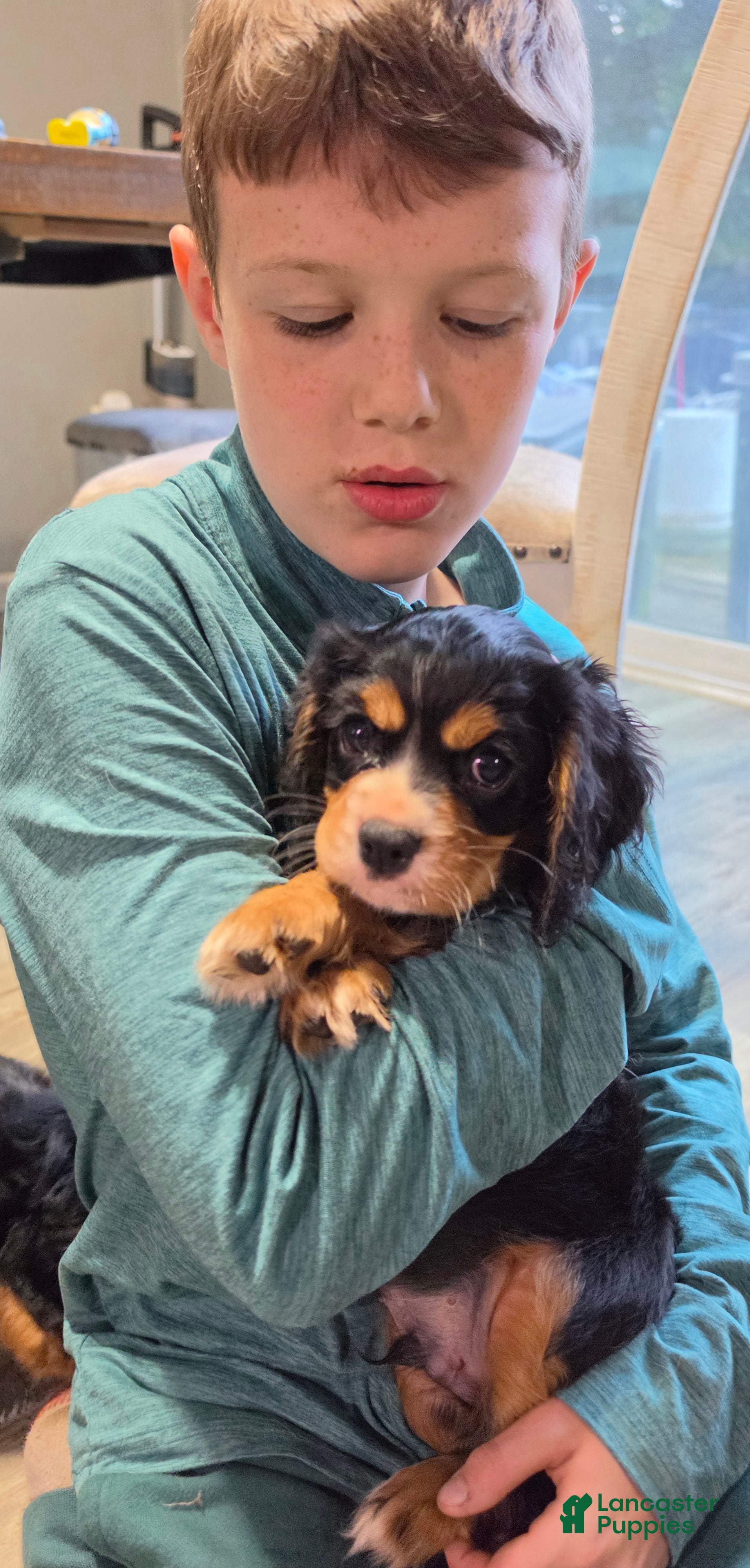 Cavalier King Charles Spaniel dogs Oliver - Ad 2