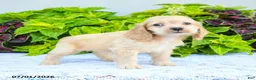 English Cocker Spaniel dogs for sale: Danuta - Ad 1