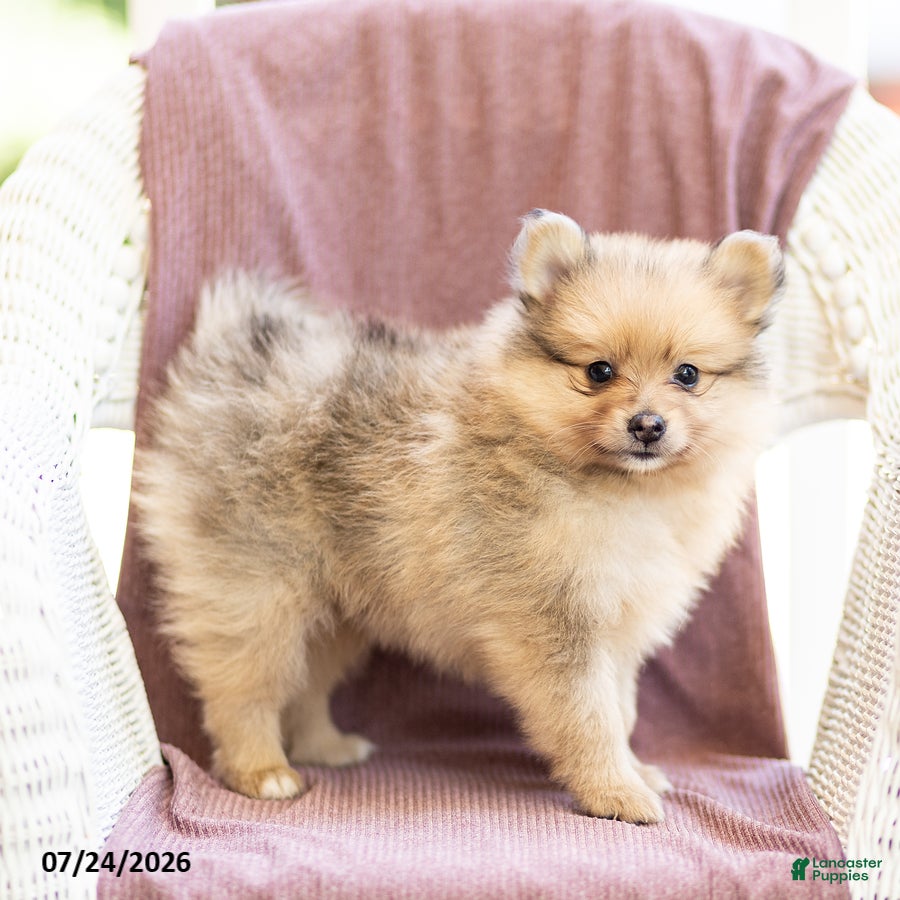 Pomeranian dogs Archie - Ad 2