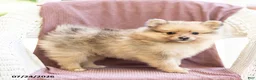 Pomeranian dogs for sale: Archie - Ad 2