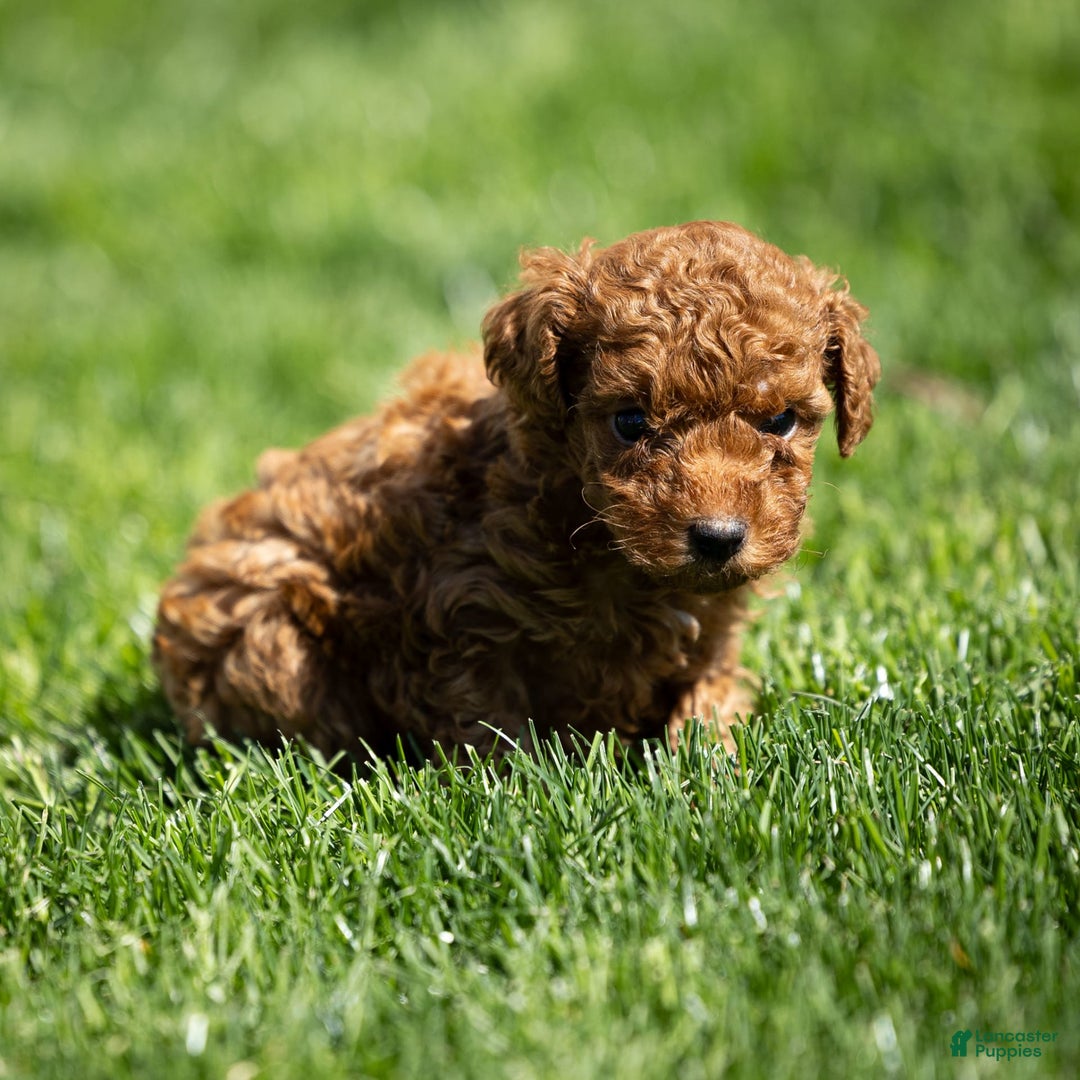 Toy Poodle dogs for sale: Maple Rose - Ad 10