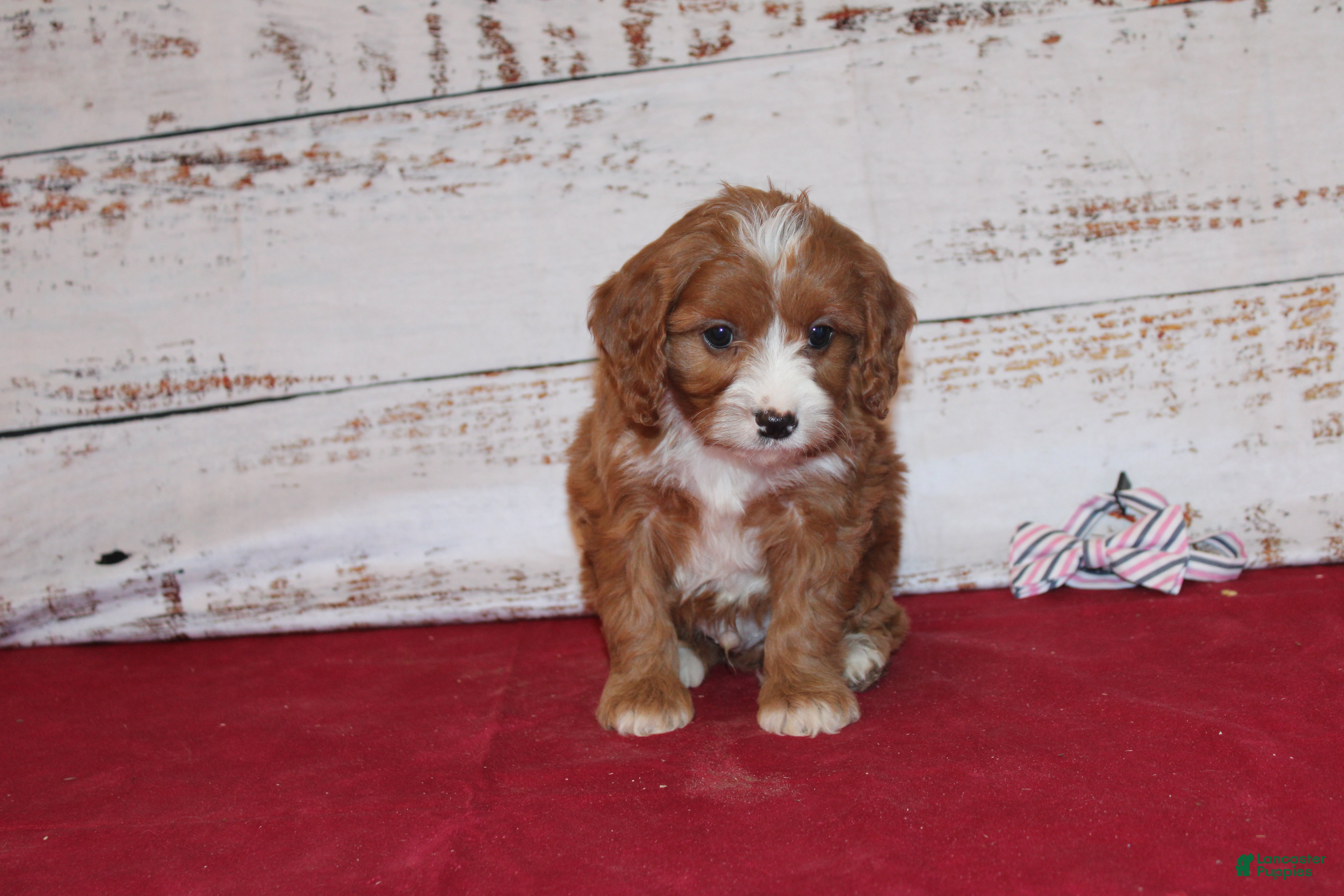 Cavapoo dogs Kole - Ad 1