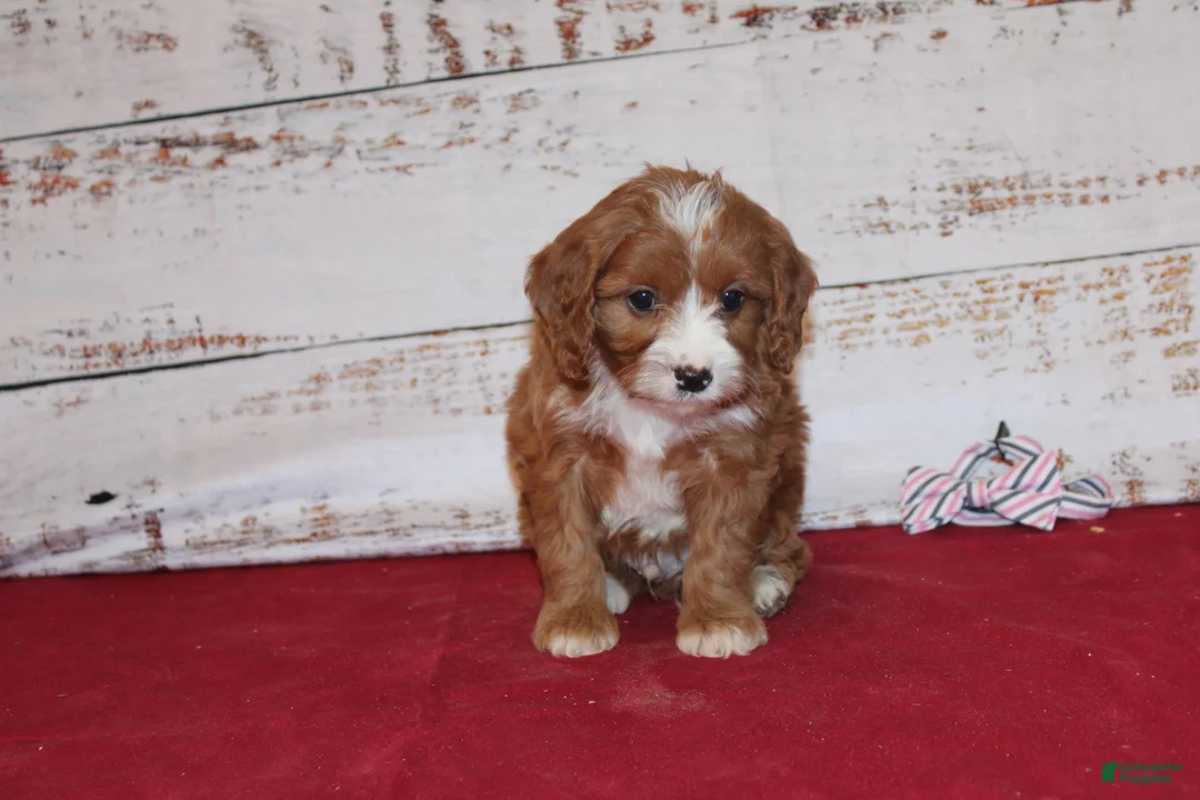 Cavapoo dogs for sale: Kole - Ad 1