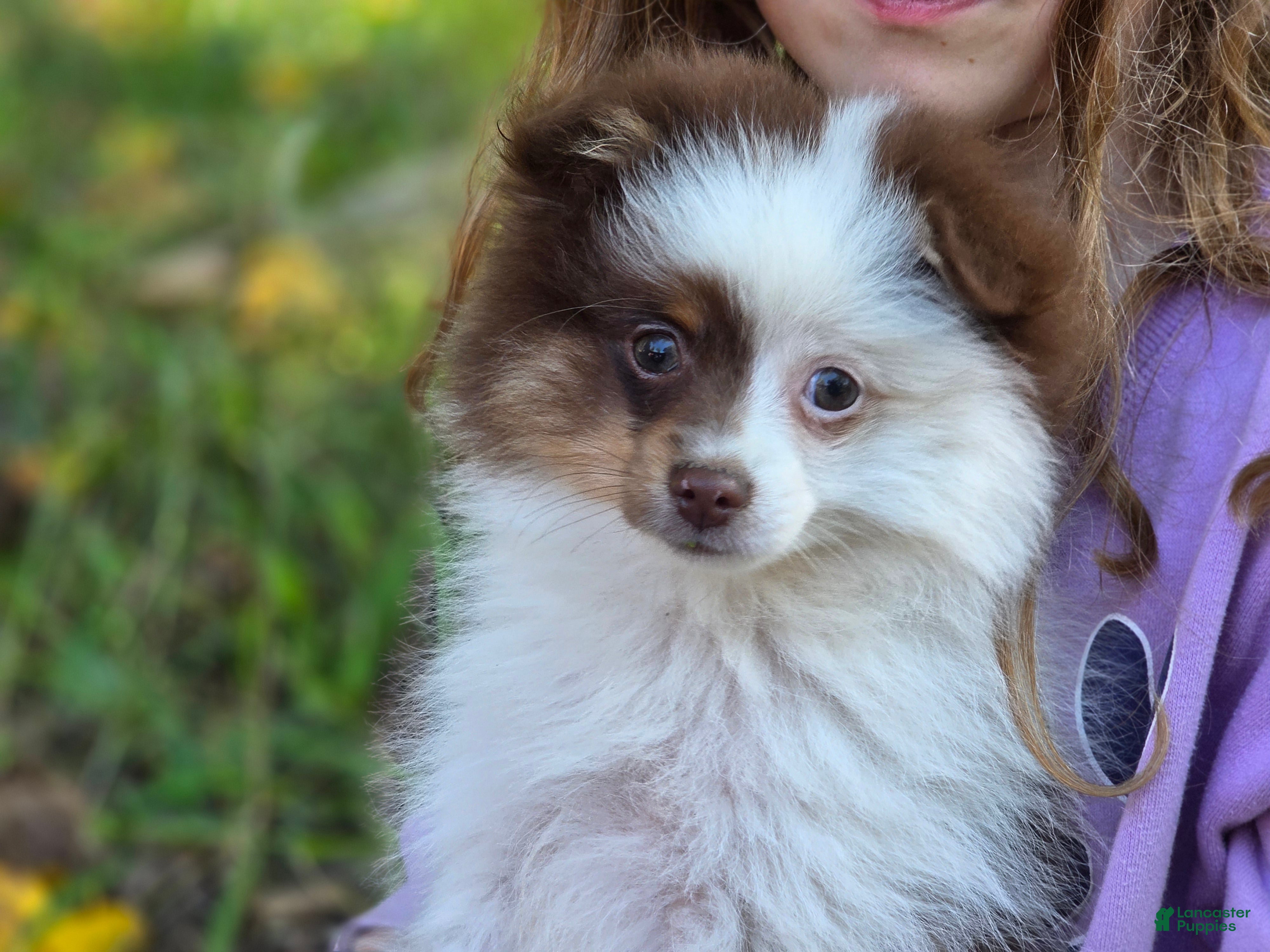 Pomeranian