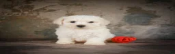 Bichon Frise dogs for sale: Buddy - Ad 6