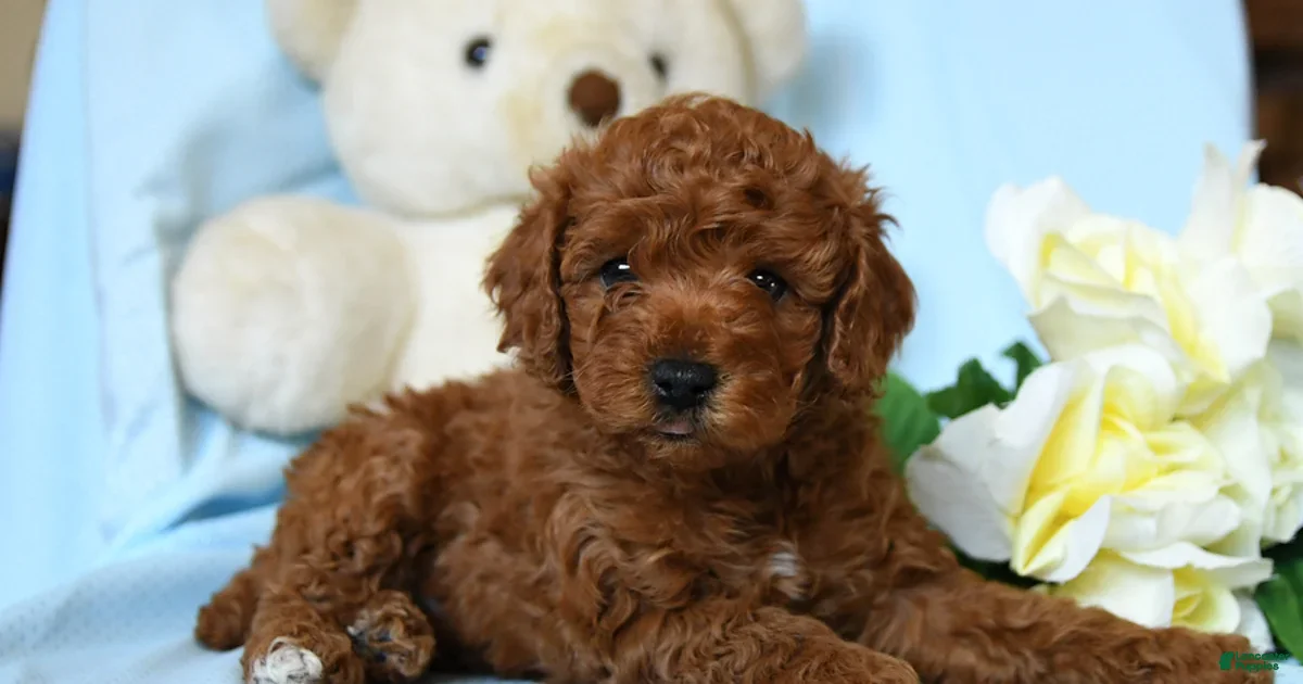 Toy Poodle dogs Buddy - Ad 42