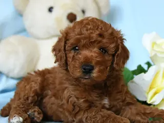 Toy Poodle dogs Buddy - Ad 42