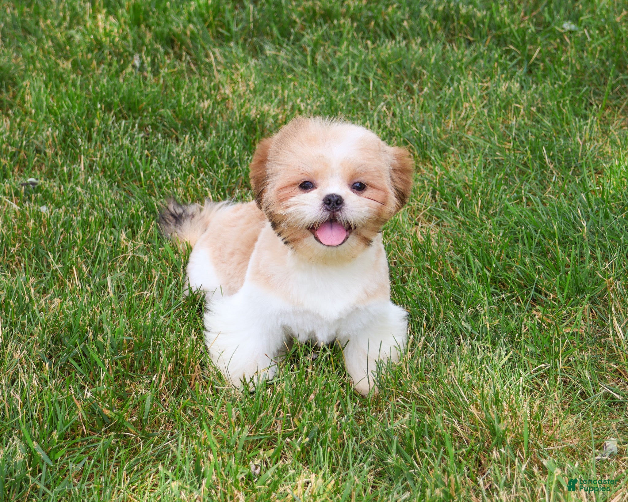 Shih Tzu dogs Fox  - Ad 23