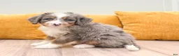 Mini Bernedoodle dogs for sale: Wally - Blue Eyes - Ad 4