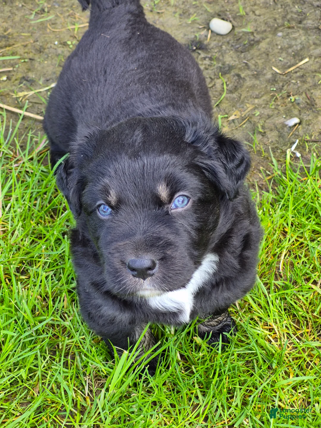 Australian Shepherd dogs for sale: Australian Shepherd Puppy 5 - Ad 1