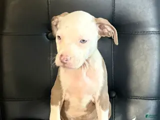 Mixed Breed dogs Mixed Breed Puppy 2 - Ad 17