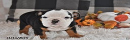 Olde English Bulldogge dogs for sale: Lena - Ad 8