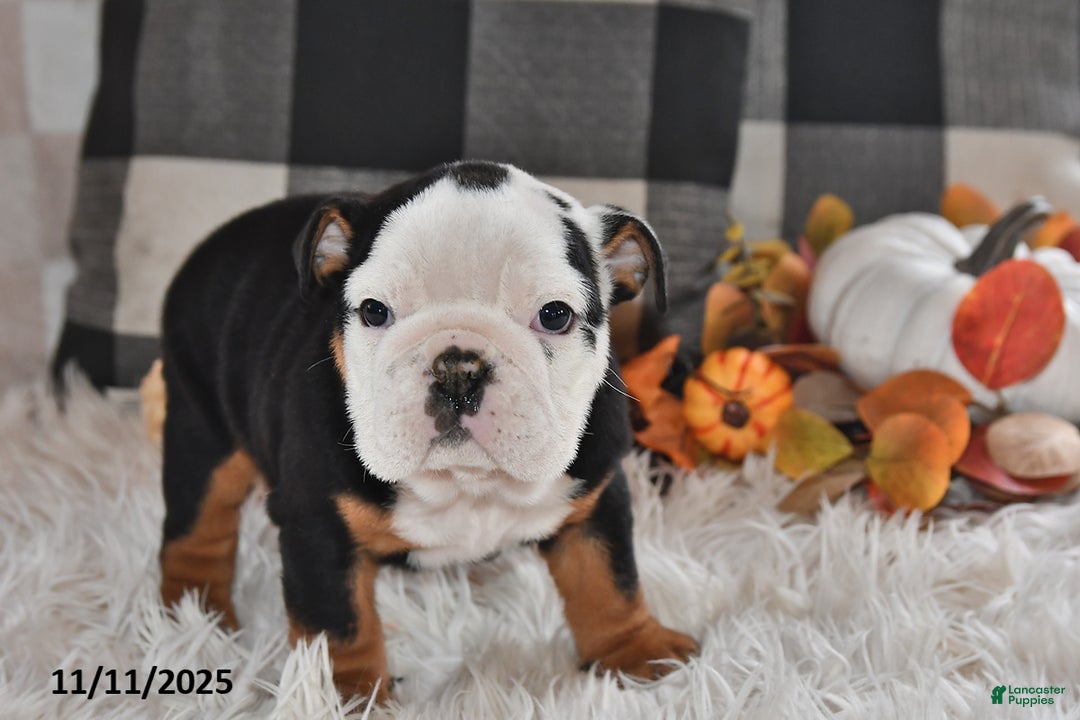 Olde English Bulldogge dogs for sale: Lena - Ad 8
