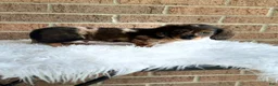 Miniature Dachshund dogs for sale: Toby - Ad 5