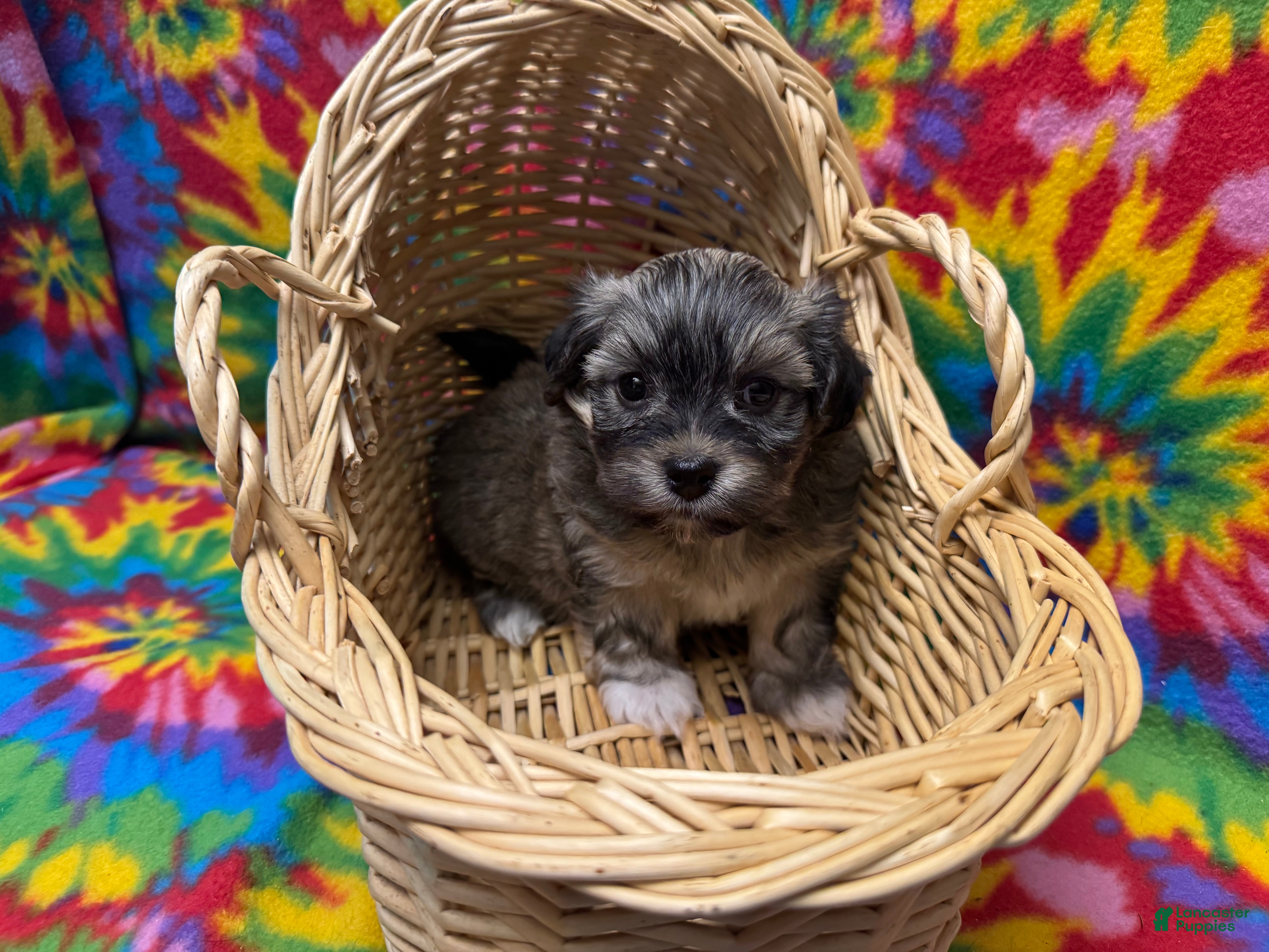 Havanese dogs Sasha - Ad 2