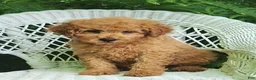 Miniature Poodle dogs for sale: Lila - Ad 4