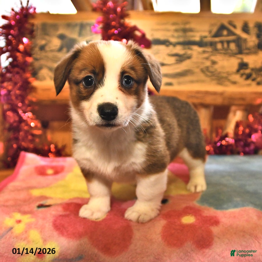 Welsh Corgi Pembroke dogs Sandy - Ad 2