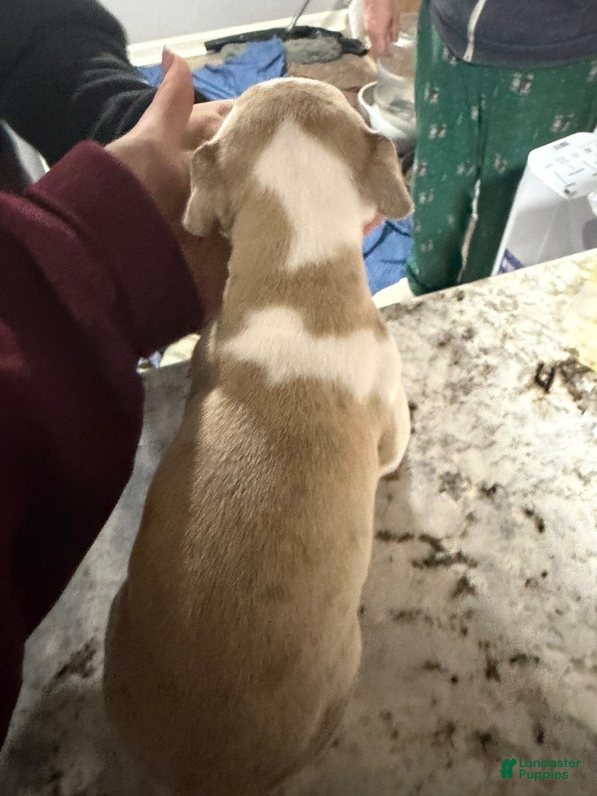 American Bully dogs American Bully Puppy 3 - Ad 2