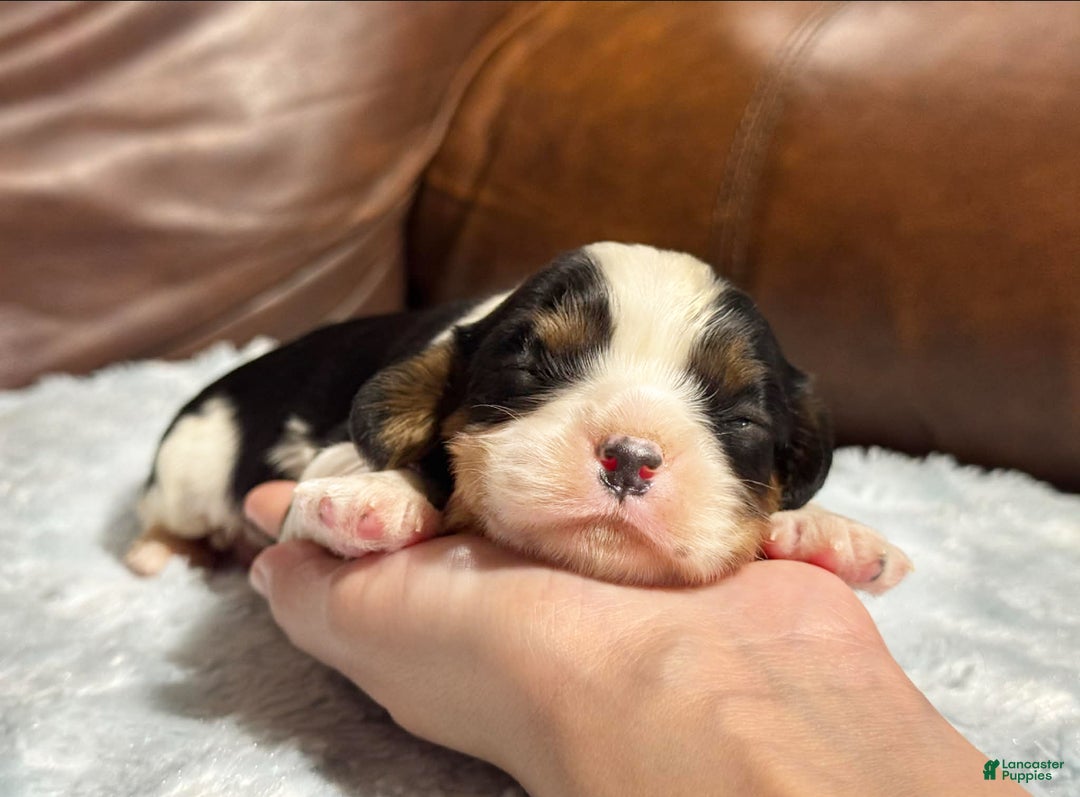 Cavalier King Charles Spaniel dogs for sale: Charlie  - Ad 2