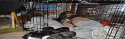 Cavalier King Charles Spaniel dogs for sale: Cavalier King Charles Spaniel Puppy 1 - HUEY - Ad 31