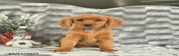 Miniature Golden Retriever dogs for sale: Berry  - Ad 2