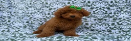 Miniature Poodle dogs for sale: Cali - Ad 4