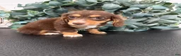 Miniature Dachshund dogs for sale: Rowan - Ad 1