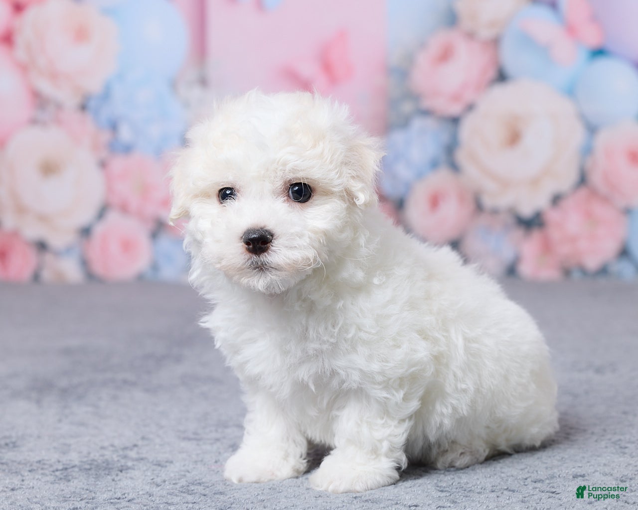 Bichon Frise dogs Jax - Ad 2