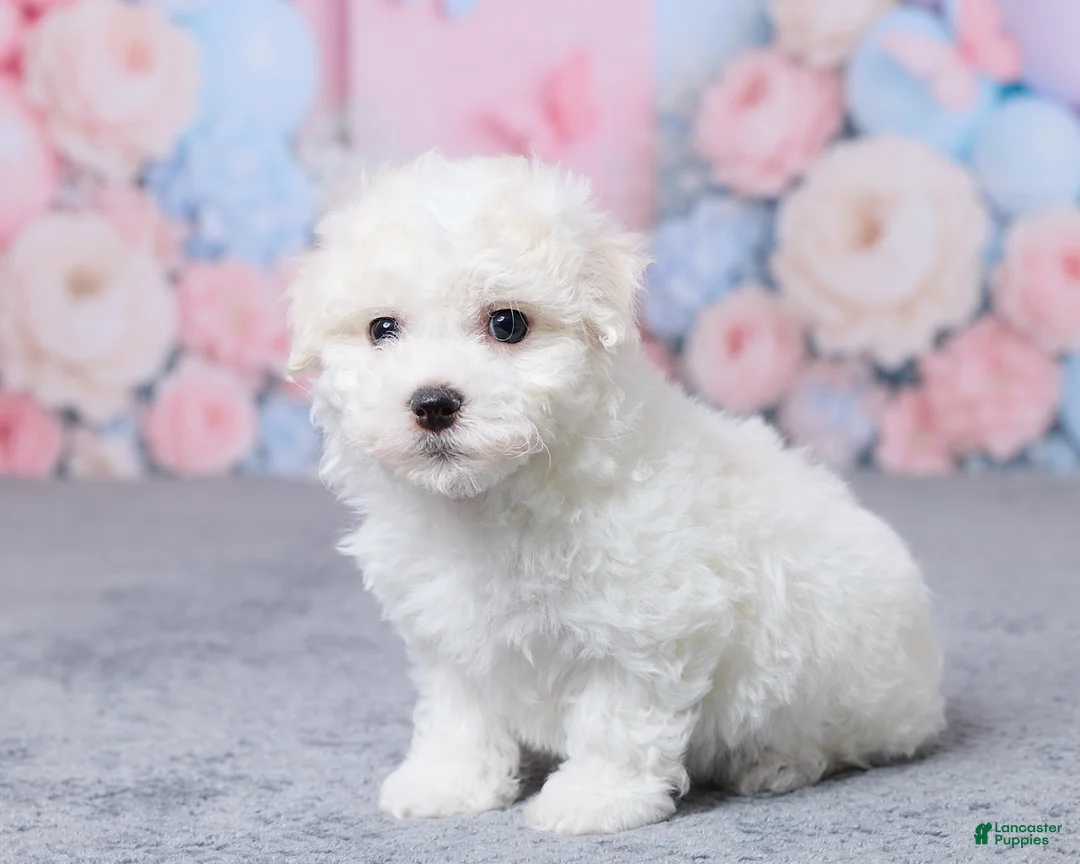 Bichon Frise dogs for sale: Jax - Ad 2