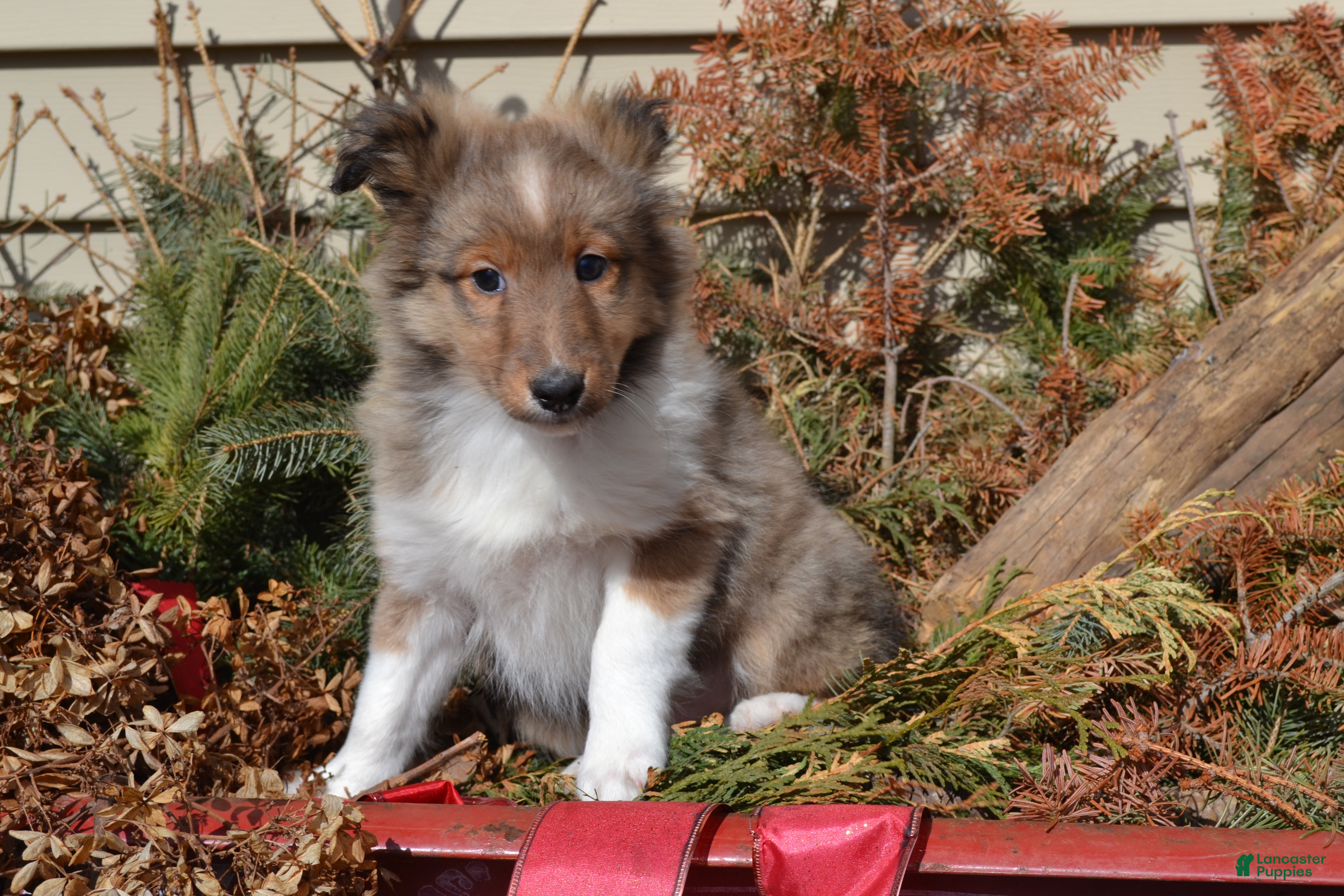 Shetland Sheepdog dogs Valentina - Ad 9