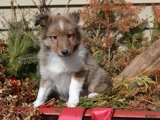 Shetland Sheepdog dogs Valentina - Ad 9