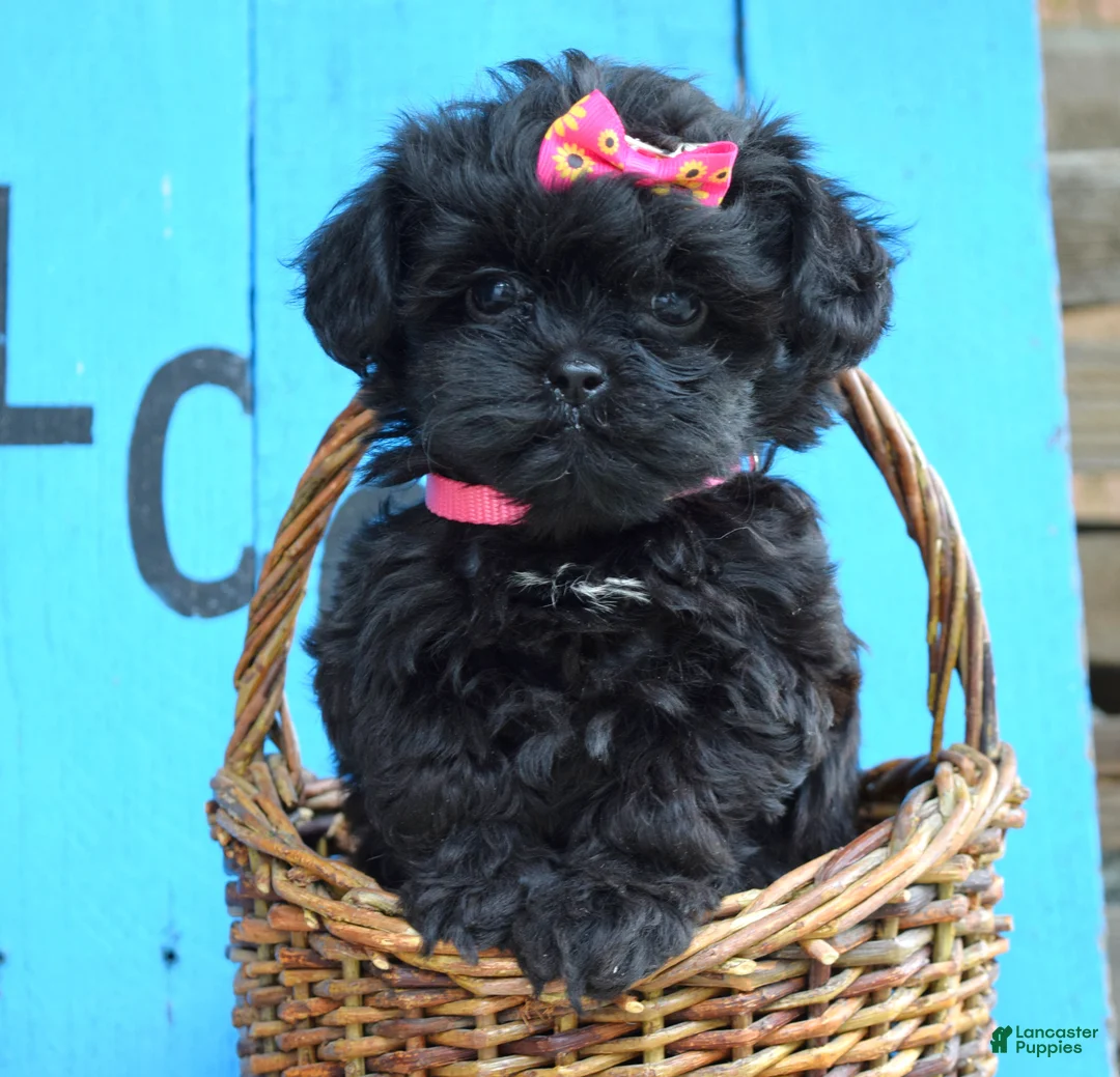 Shihpoo dogs for sale: Samantha  - Ad 2