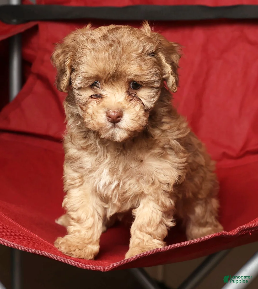 Havapoo dogs for sale: Sophie - Ad 7