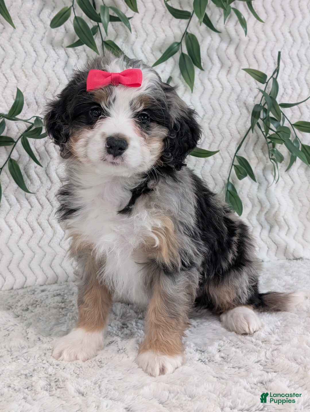 Mini Bernedoodle dogs for sale: Mini Pearl  - Ad 2