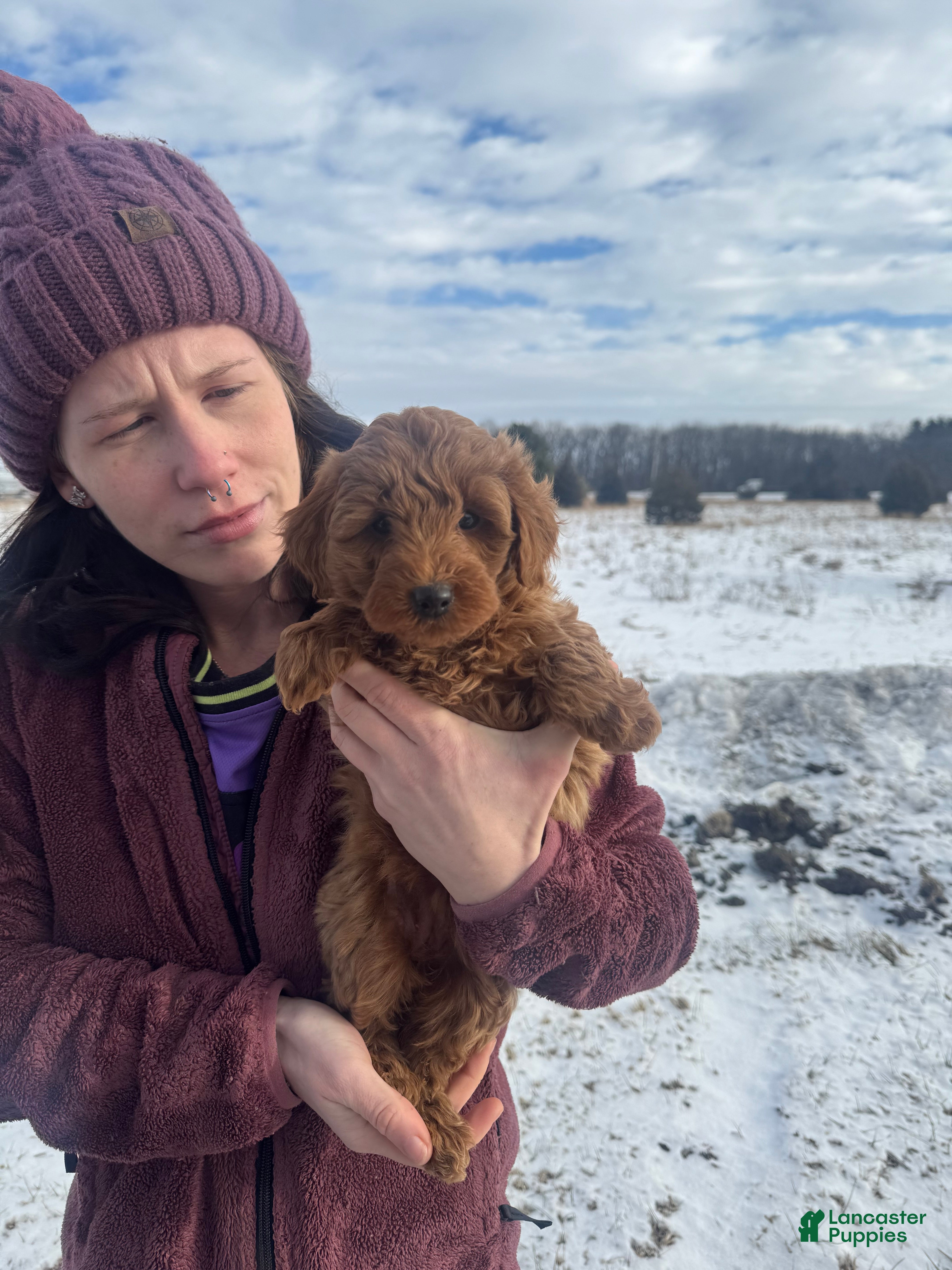 Mini Goldendoodle dogs Mini Goldendoodle Puppy 5 - Ad 16