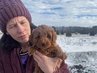 Mini Goldendoodle dogs Mini Goldendoodle Puppy 5 - Ad 7