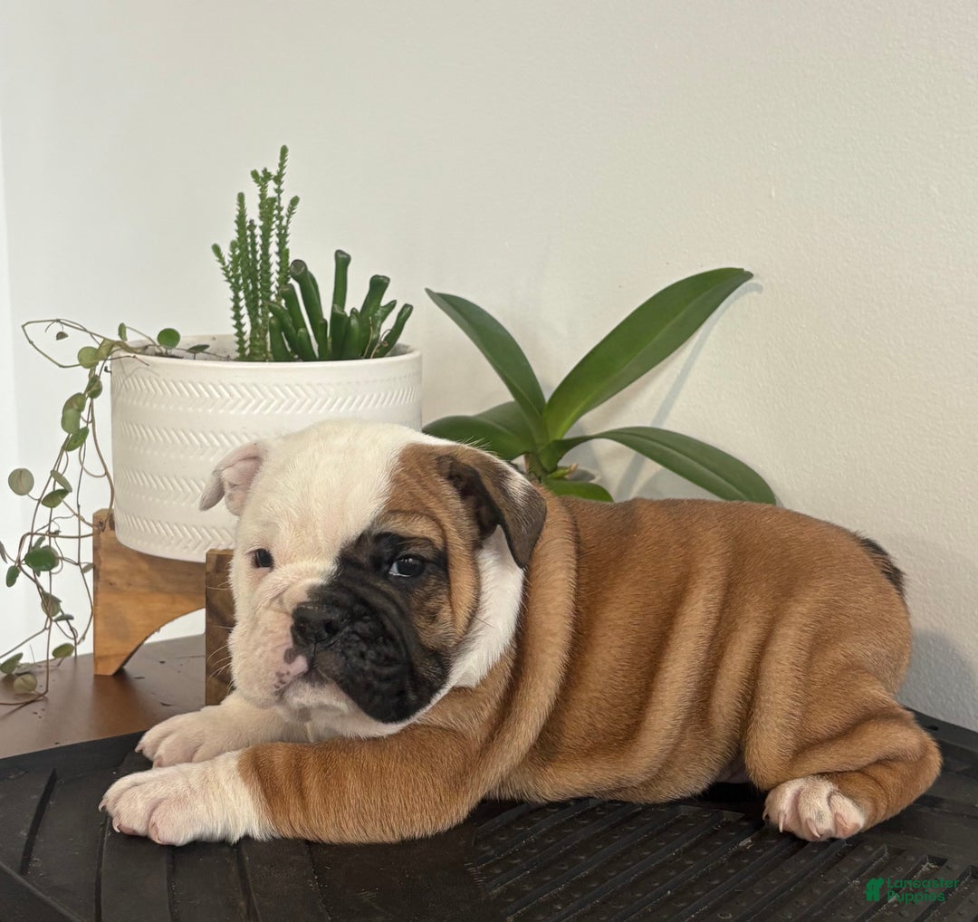 English Bulldog dogs for sale: Tater - Ad 2