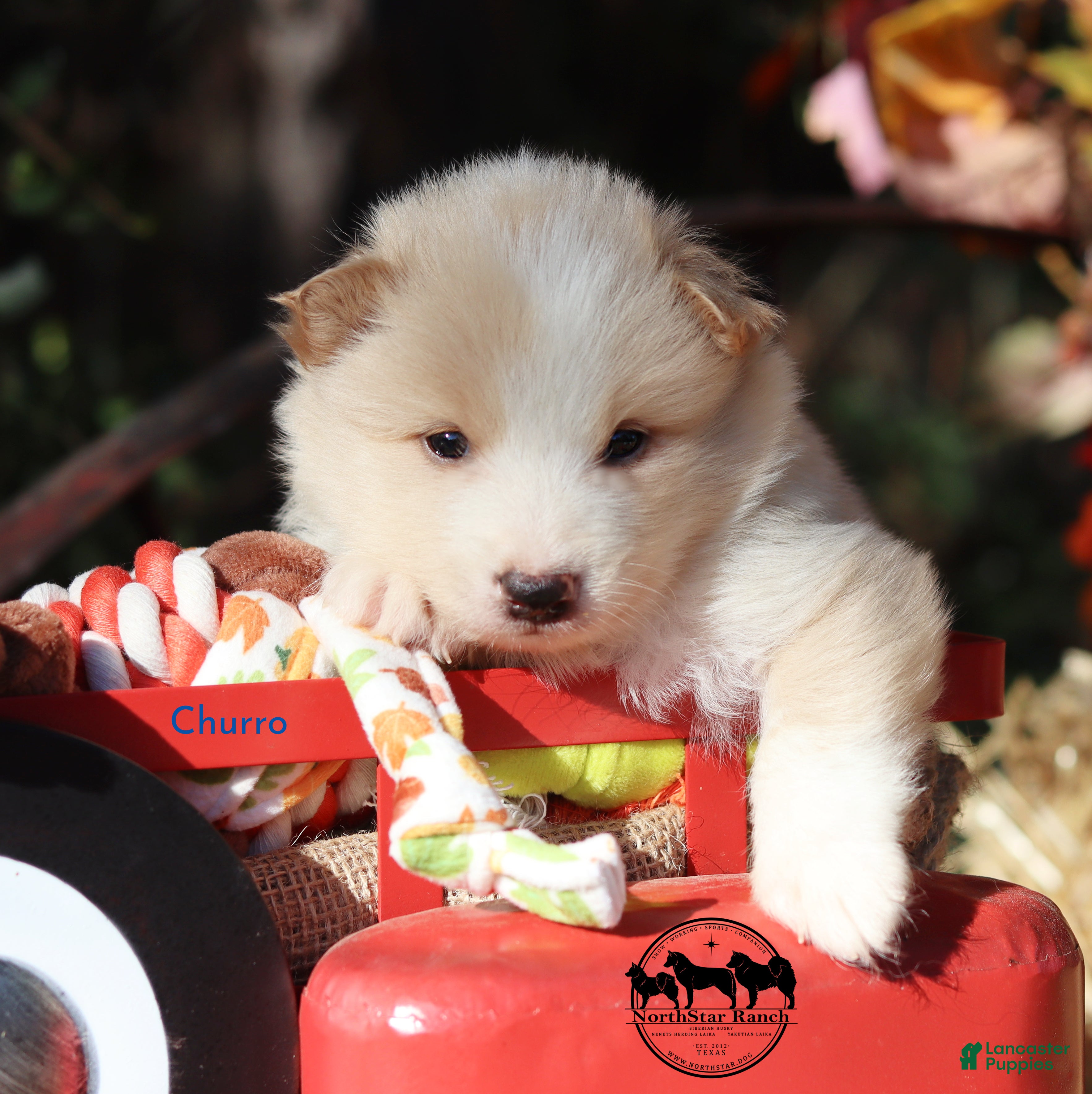 Nenets Herding Laika dogs for sale: Churro Nenets Laika male  - Ad 4
