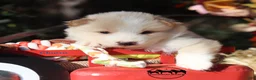 Nenets Herding Laika dogs for sale: Churro Nenets Laika male  - Ad 1