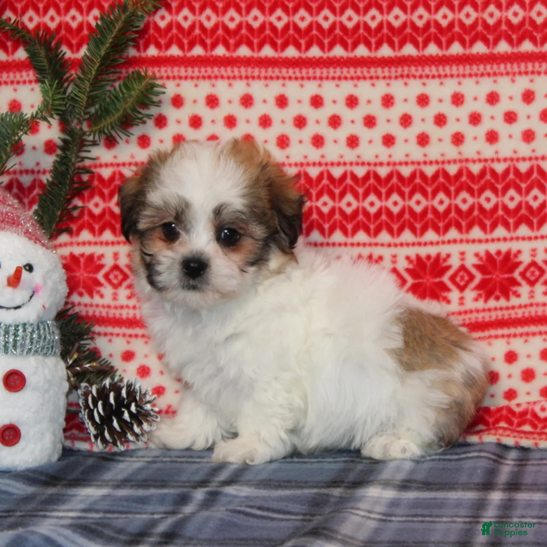 Teddy Bear dogs for sale: Frankie - Ad 3