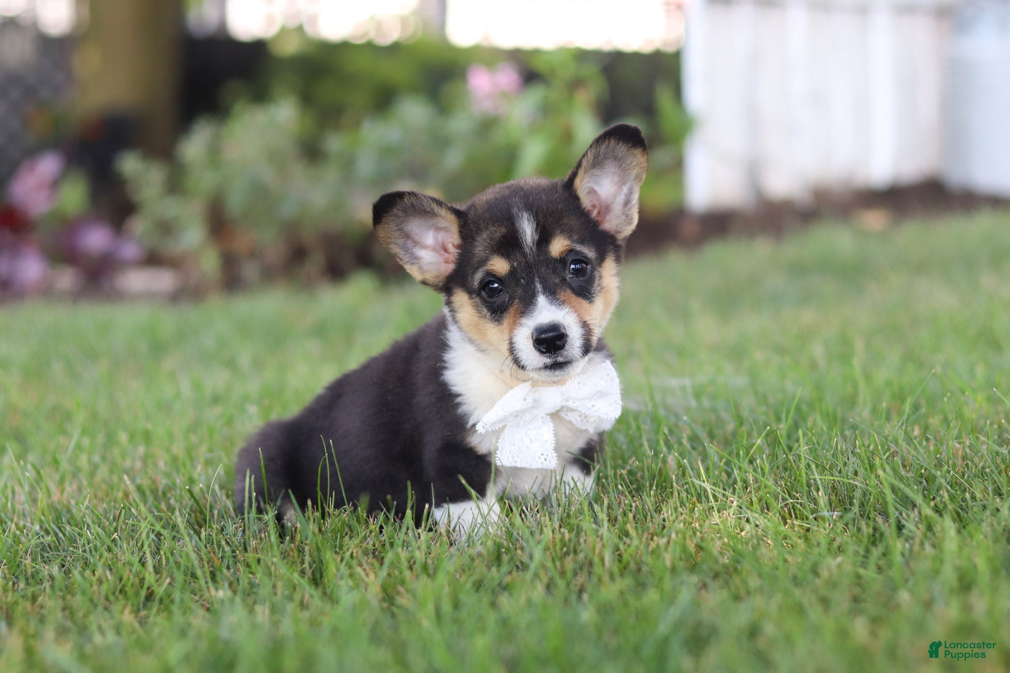 Welsh Corgi Pembroke dogs Diamond - Ad 2
