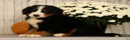 Bernese Mountain Dog dogs for sale: Hitch - Ad 3