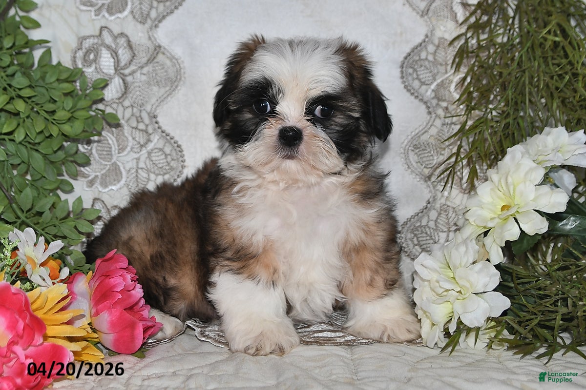 Shih Tzu dogs Chase - Ad 1
