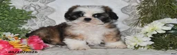 Shih Tzu dogs for sale: Chase - Ad 1