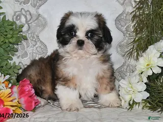 Shih Tzu dogs for sale: Chase - Ad 1