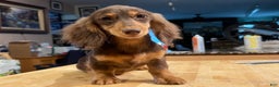 Miniature Dachshund dogs for sale: Import champion blood - Ad 18