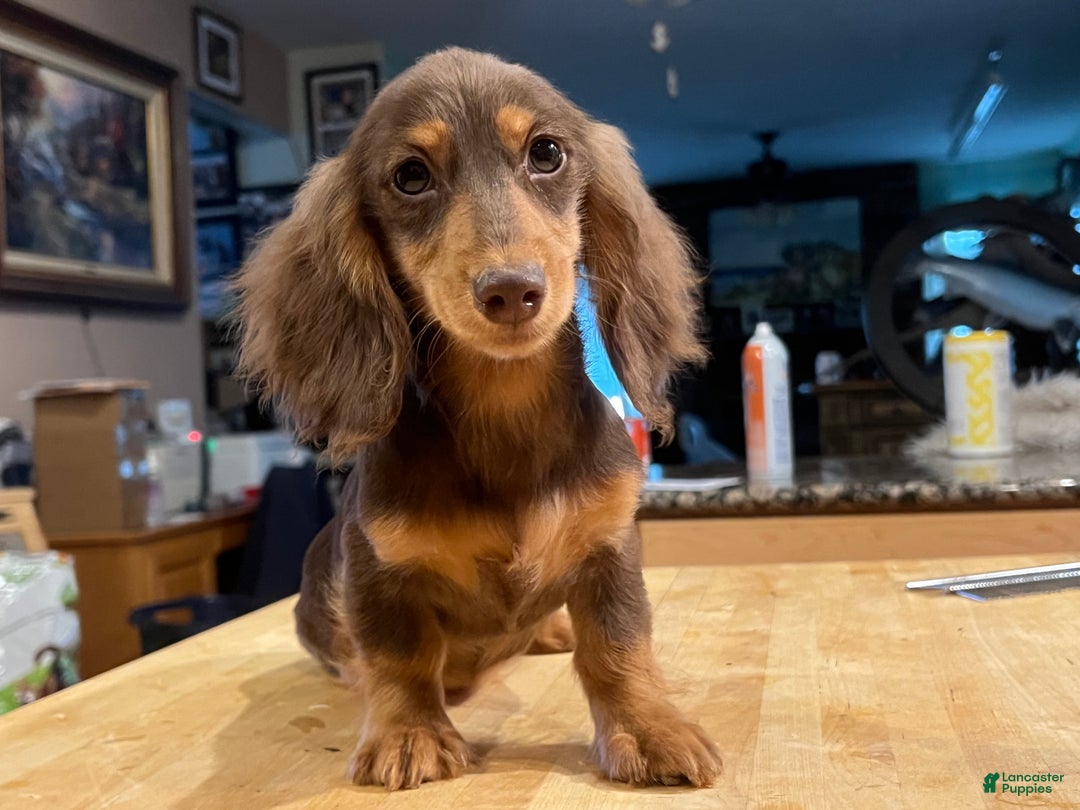 Miniature Dachshund dogs for sale: Import champion blood - Ad 18